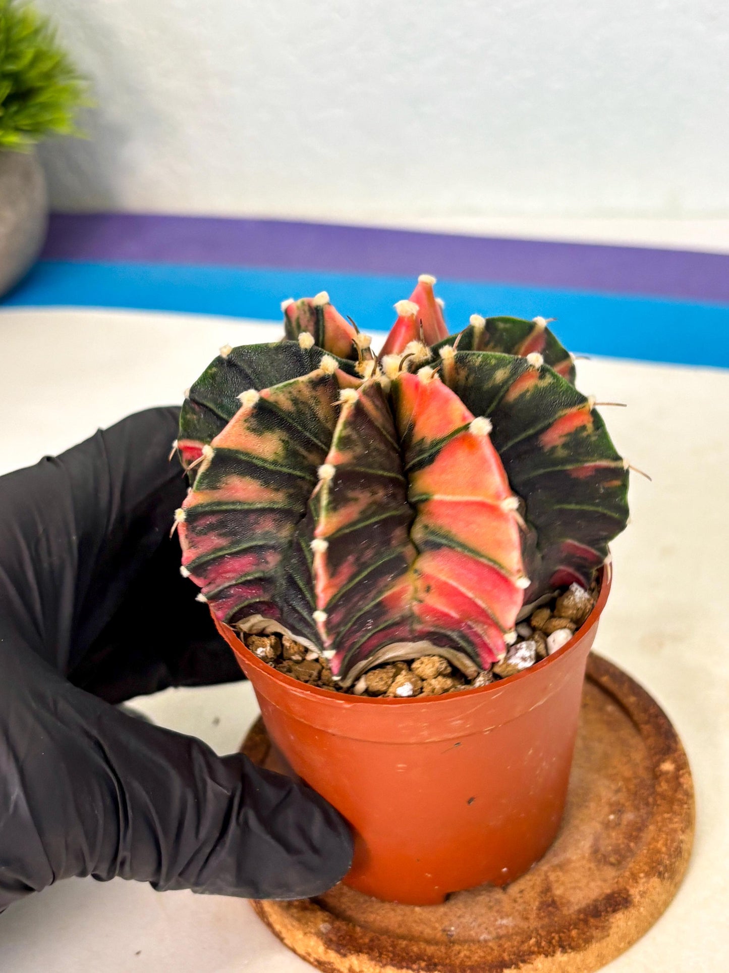 Gymnocalycium Lb Hybrid (gy2) (r2) | Mature Cactus