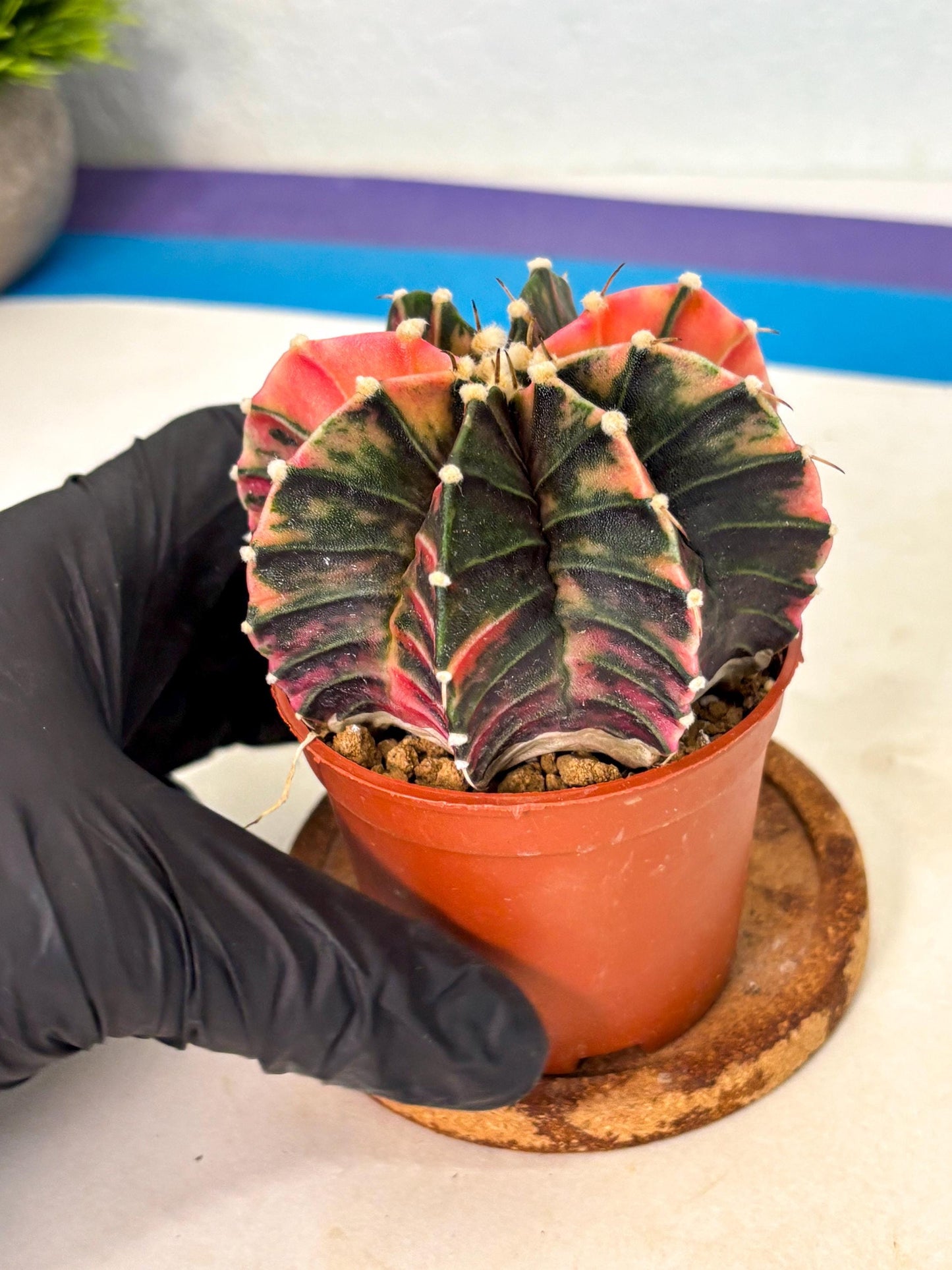 Gymnocalycium Lb Hybrid (gy2) (r2) | Mature Cactus