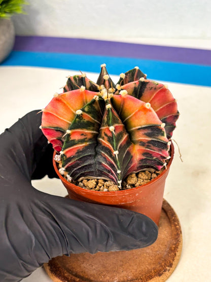 Gymnocalycium Lb Hybrid (gy2) (r2) | Mature Cactus