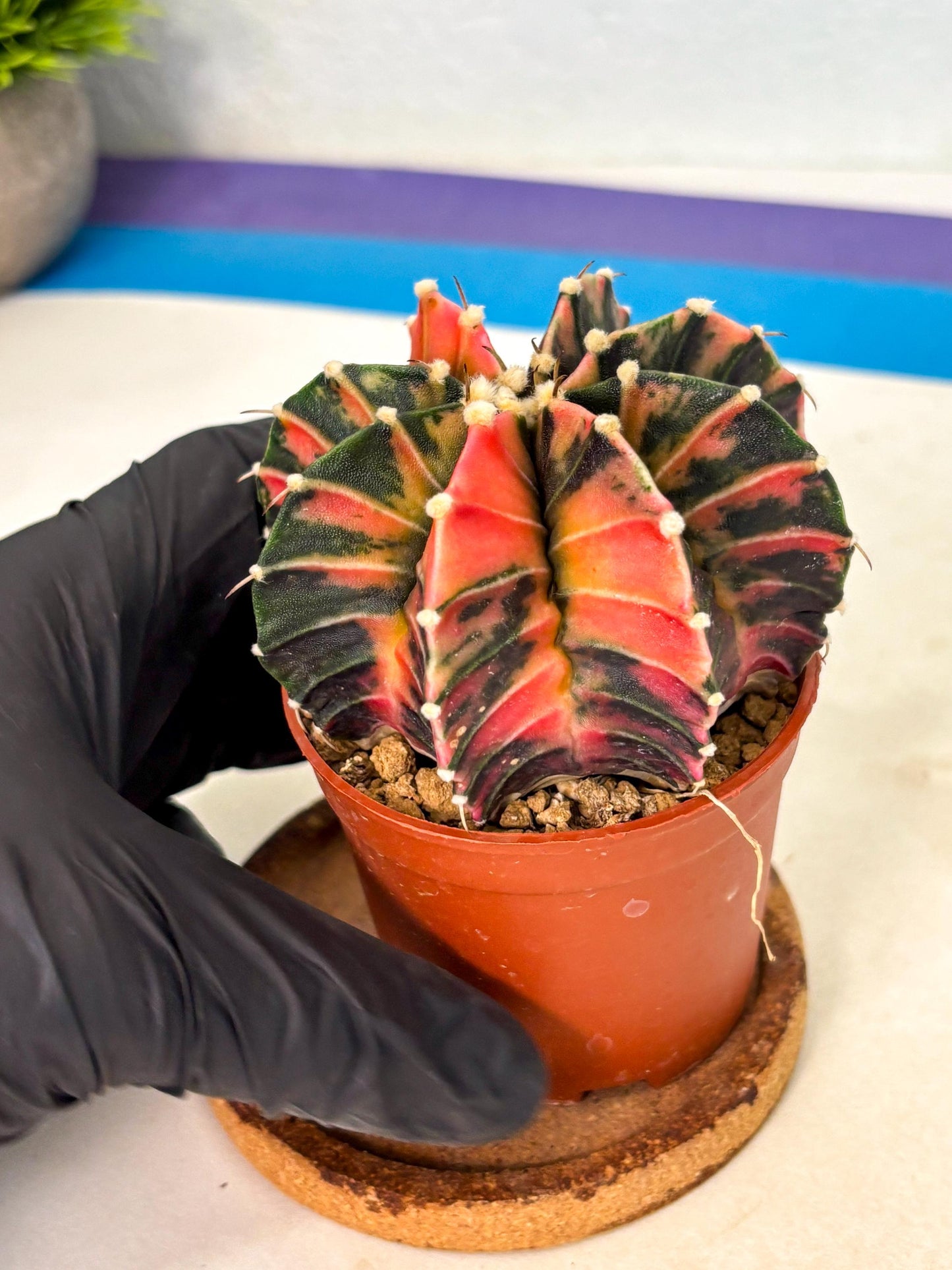 Gymnocalycium Lb Hybrid (gy2) (r2) | Mature Cactus