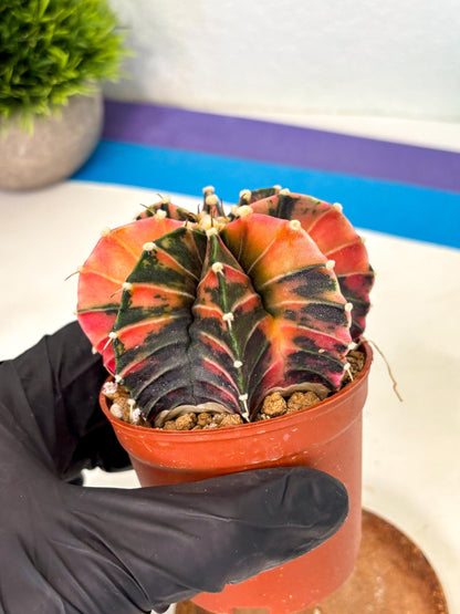 Gymnocalycium Lb Hybrid (gy2) (r2) | Mature Cactus