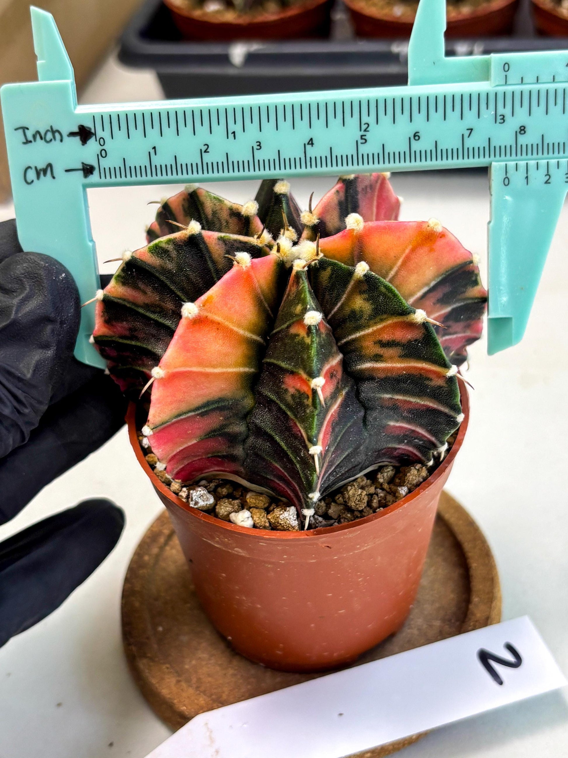 Gymnocalycium Lb Hybrid (gy2) (r2) | Mature Cactus