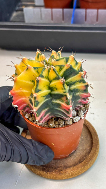 Gymnocalycium Mihanovichii (gy10) (g2) | Mature Cactus