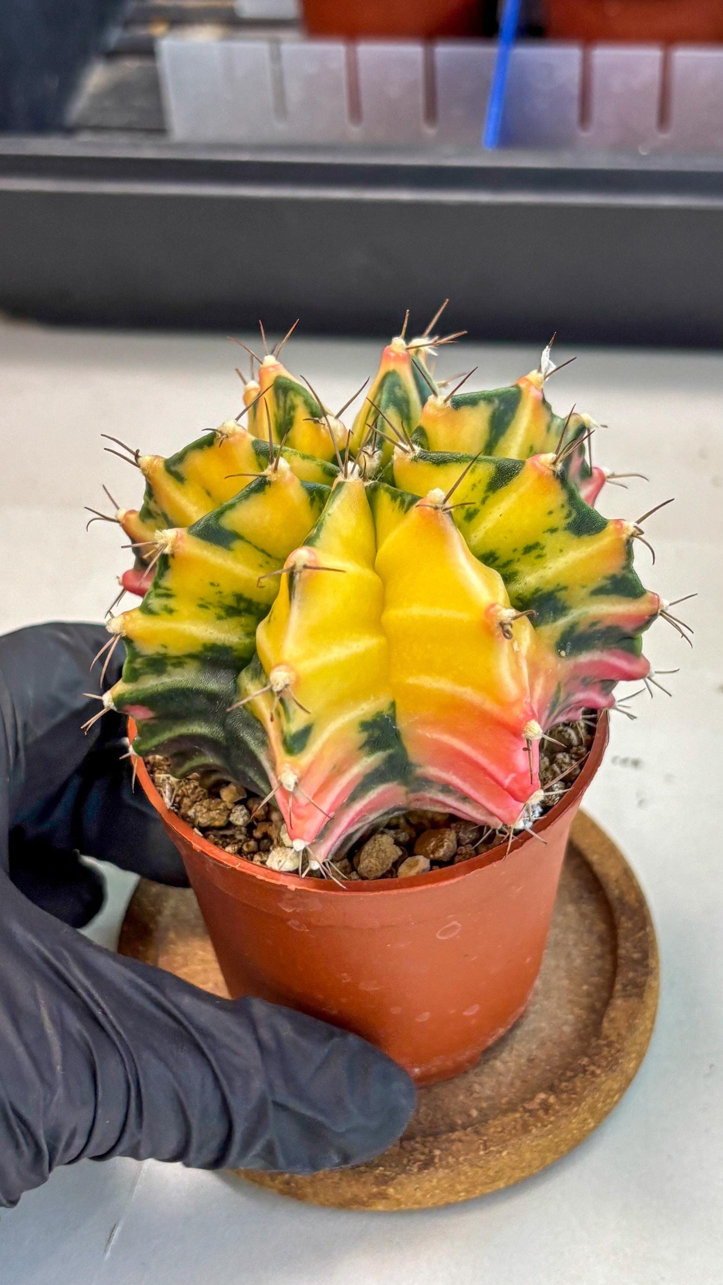 Gymnocalycium Mihanovichii (gy10) (g2) | Mature Cactus