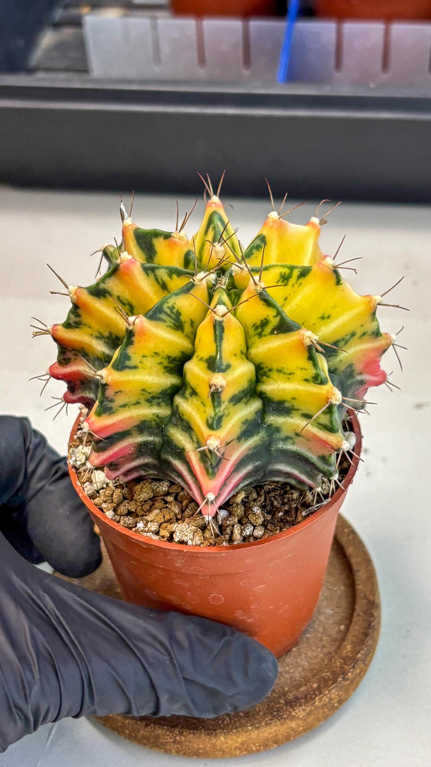 Gymnocalycium Mihanovichii (gy10) (g2) | Mature Cactus