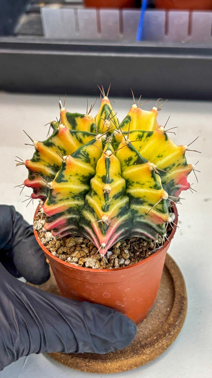 Gymnocalycium Mihanovichii (gy10) (g2) | Mature Cactus