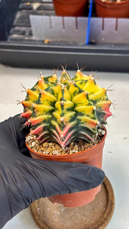 Gymnocalycium Mihanovichii (gy10) (g2) | Mature Cactus