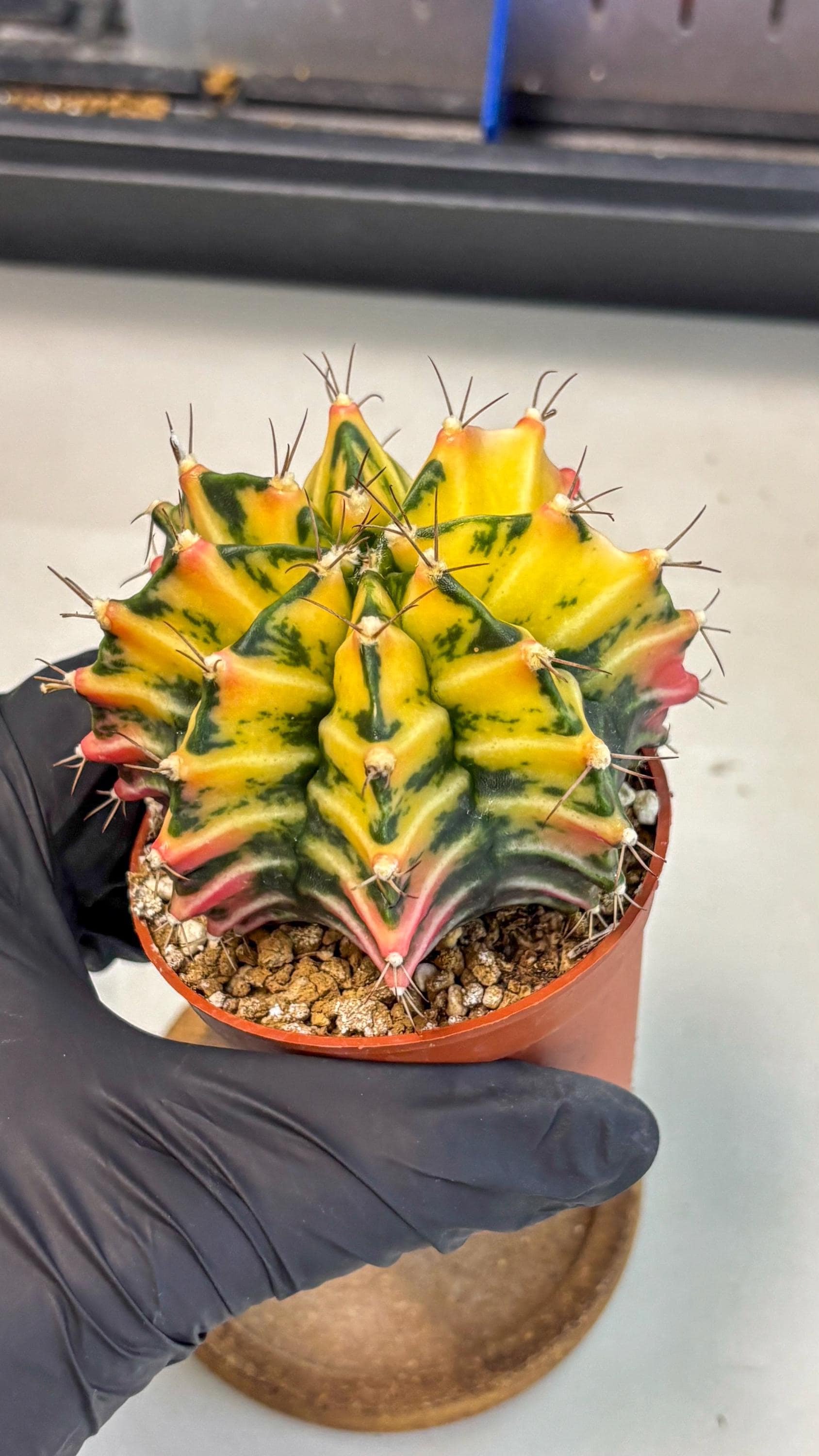 Gymnocalycium Mihanovichii (gy10) (g2) | Mature Cactus