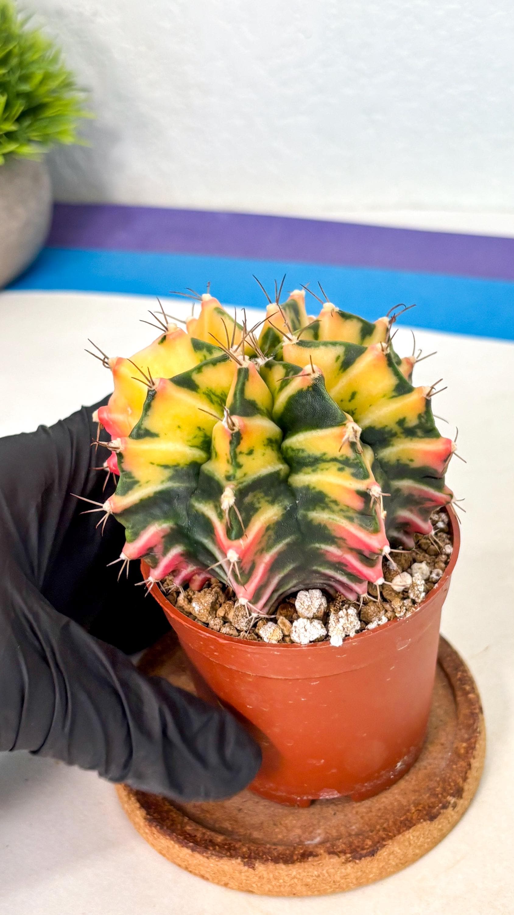 Gymnocalycium Mihanovichii (gy10) (g2) | Mature Cactus