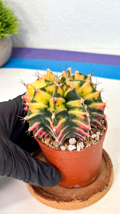 Gymnocalycium Mihanovichii (gy10) (g2) | Mature Cactus