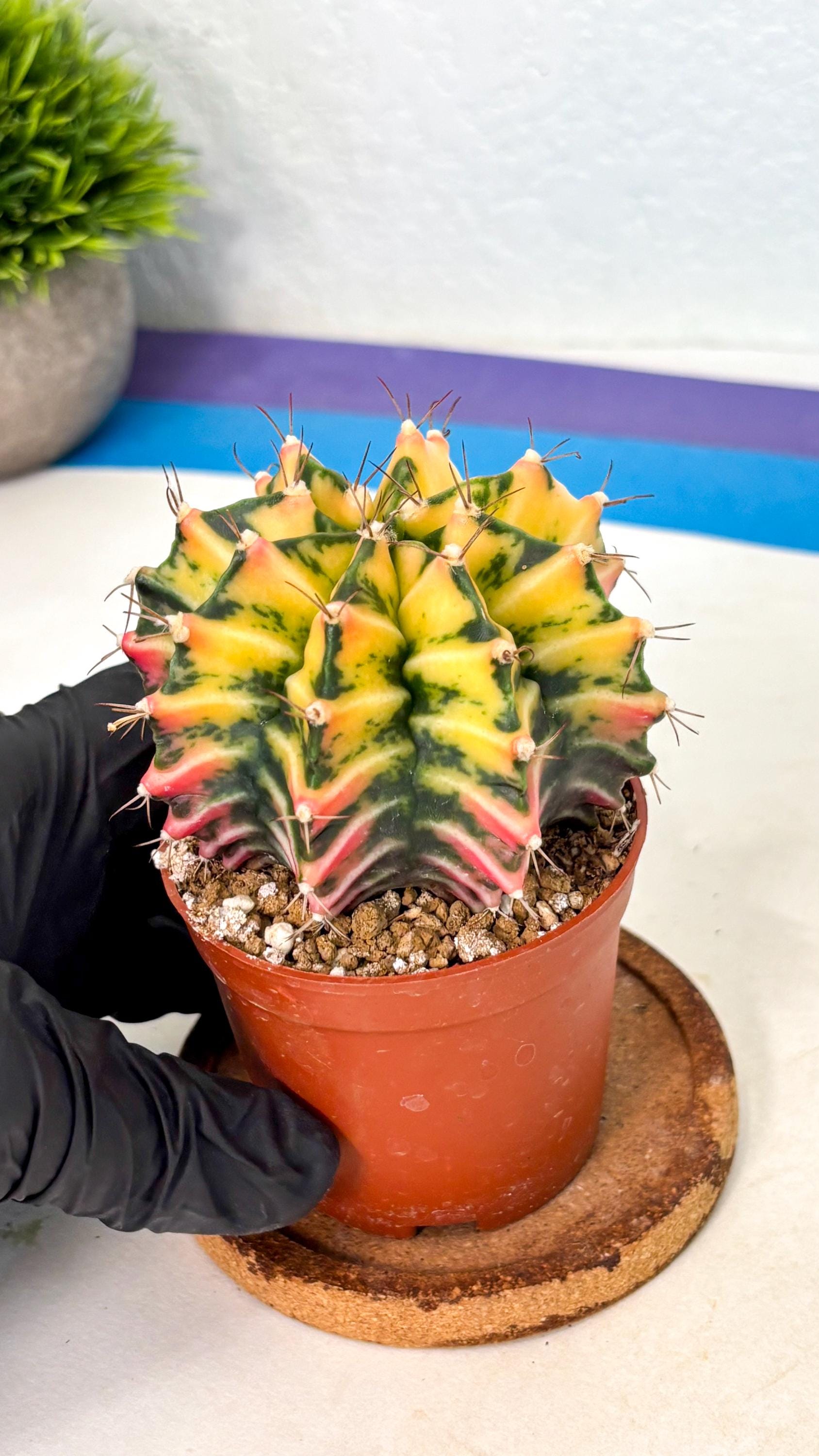 Gymnocalycium Mihanovichii (gy10) (g2) | Mature Cactus