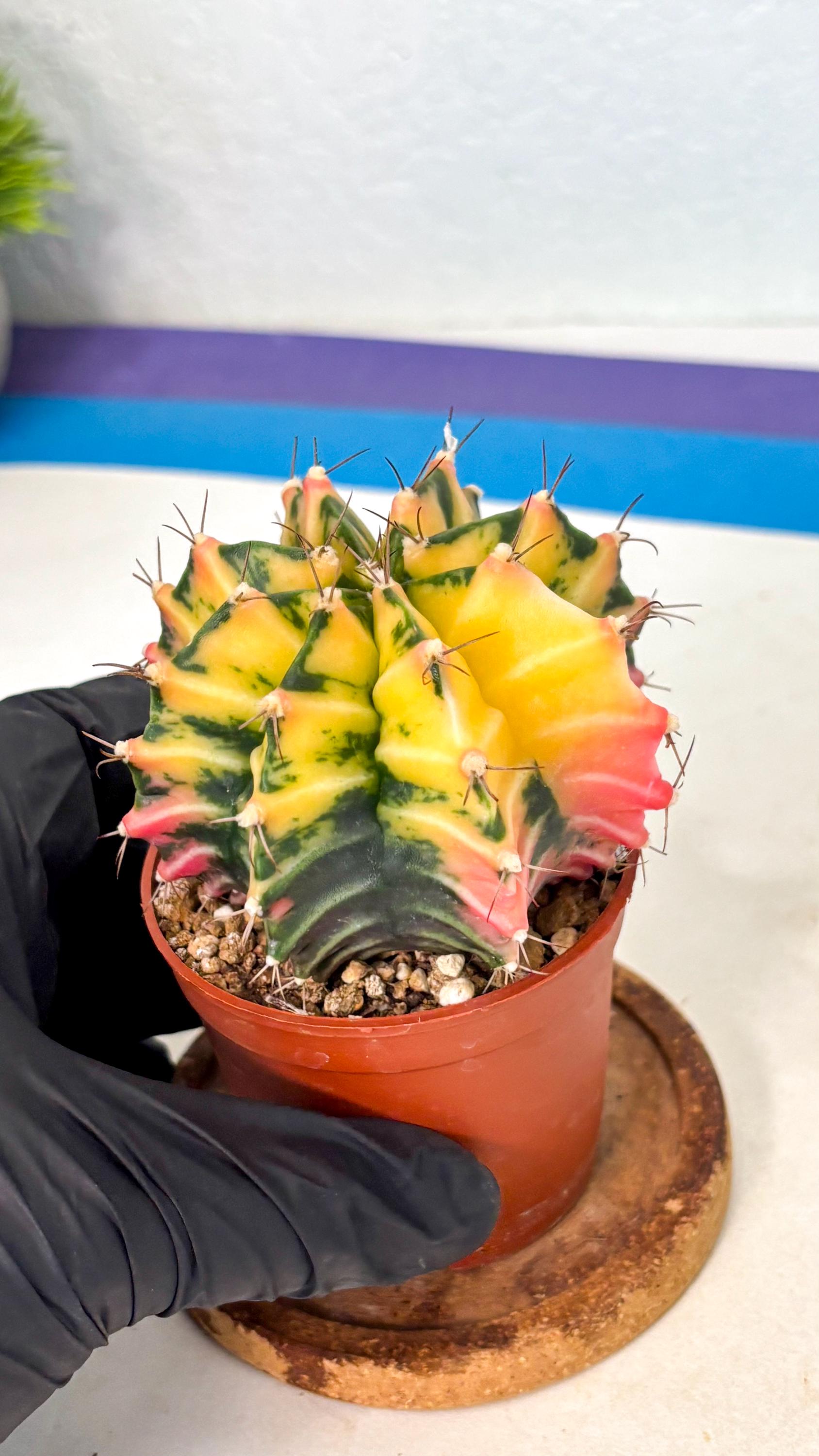 Gymnocalycium Mihanovichii (gy10) (g2) | Mature Cactus