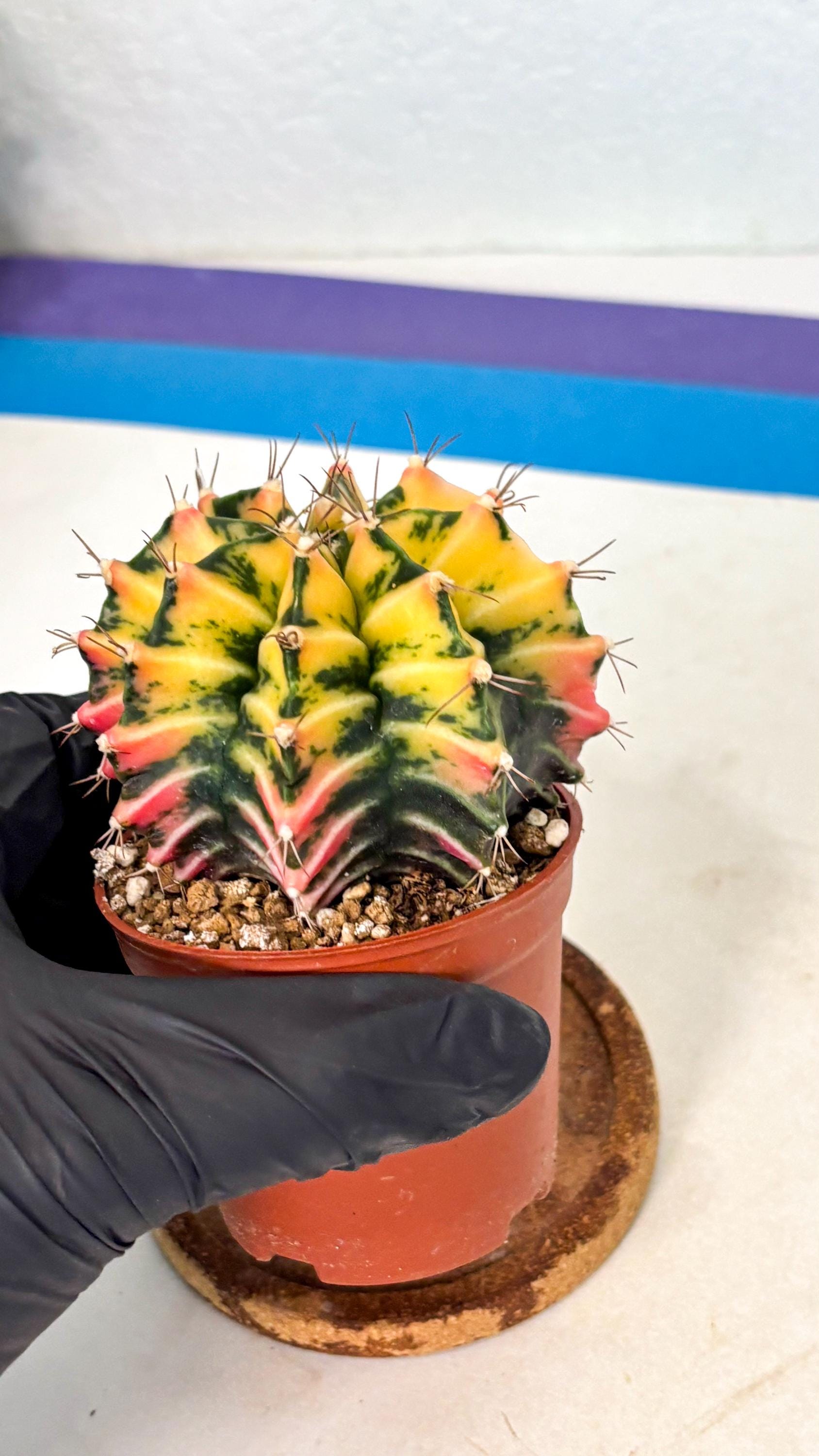 Gymnocalycium Mihanovichii (gy10) (g2) | Mature Cactus