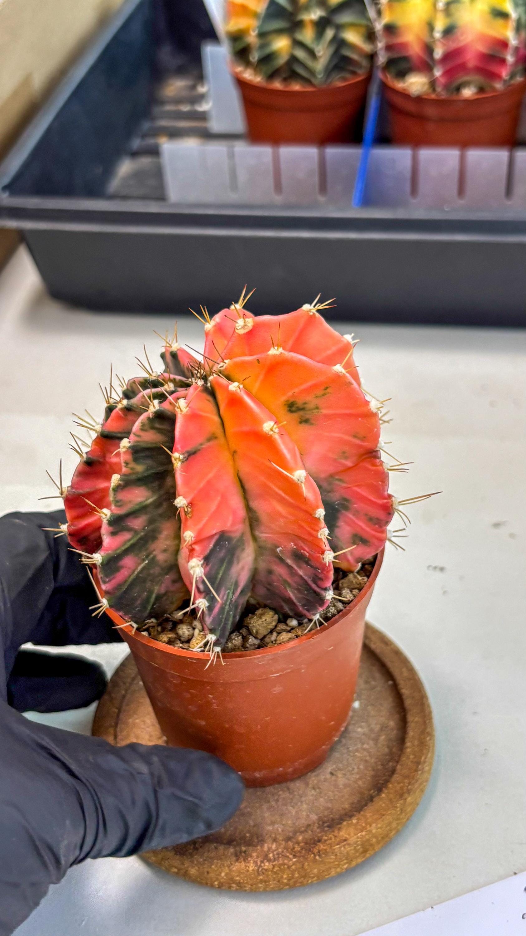 Gymnocalycium Mihanovichii (gy10) (g4) | Mature Cactus