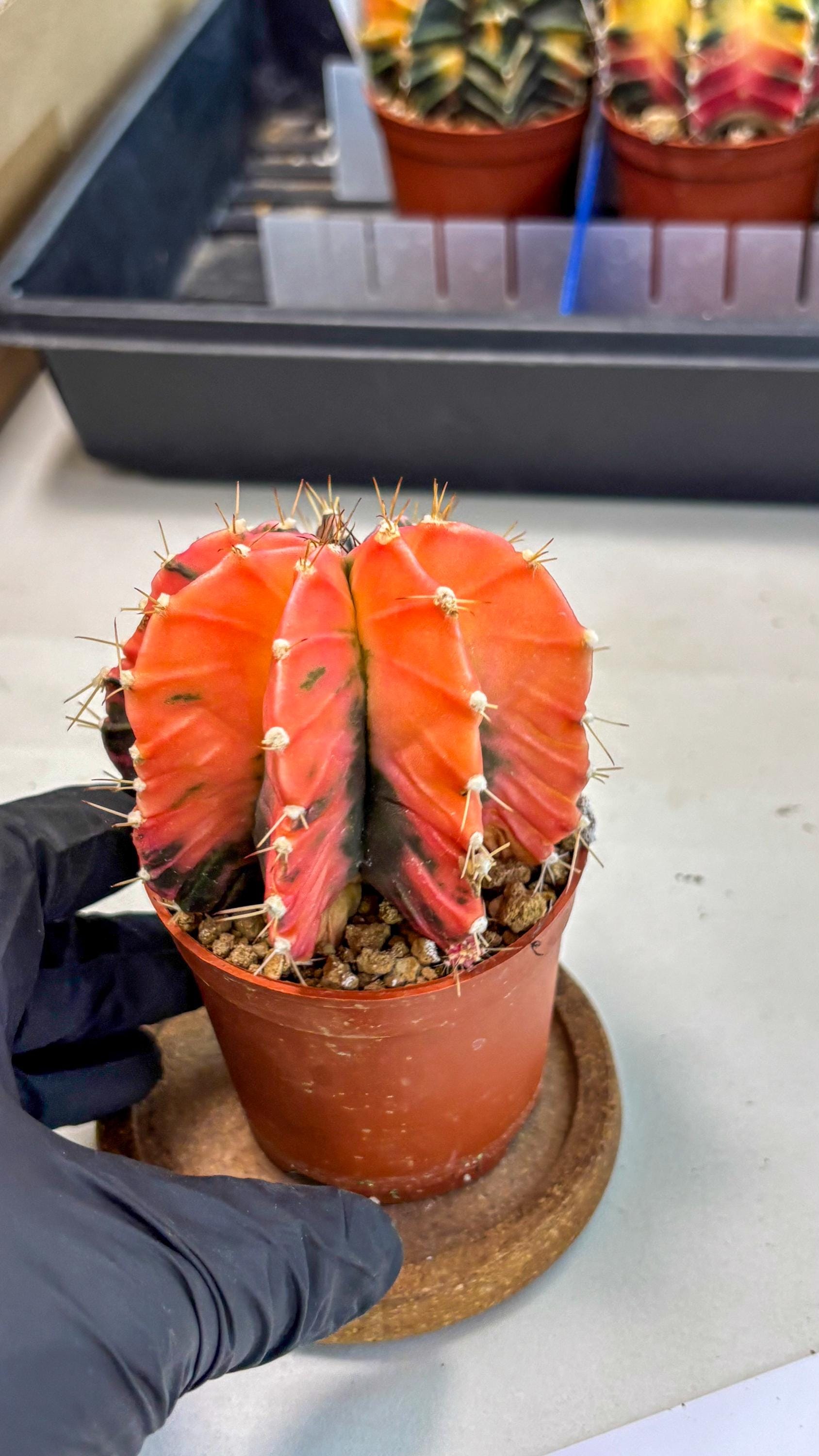 Gymnocalycium Mihanovichii (gy10) (g4) | Mature Cactus