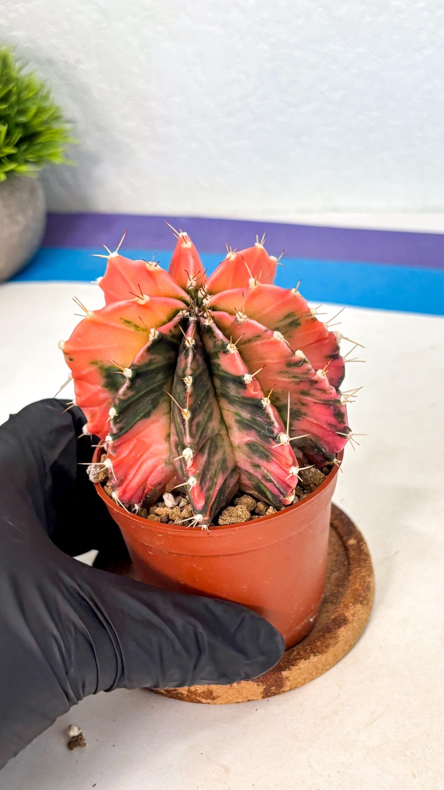 Gymnocalycium Mihanovichii (gy10) (g4) | Mature Cactus
