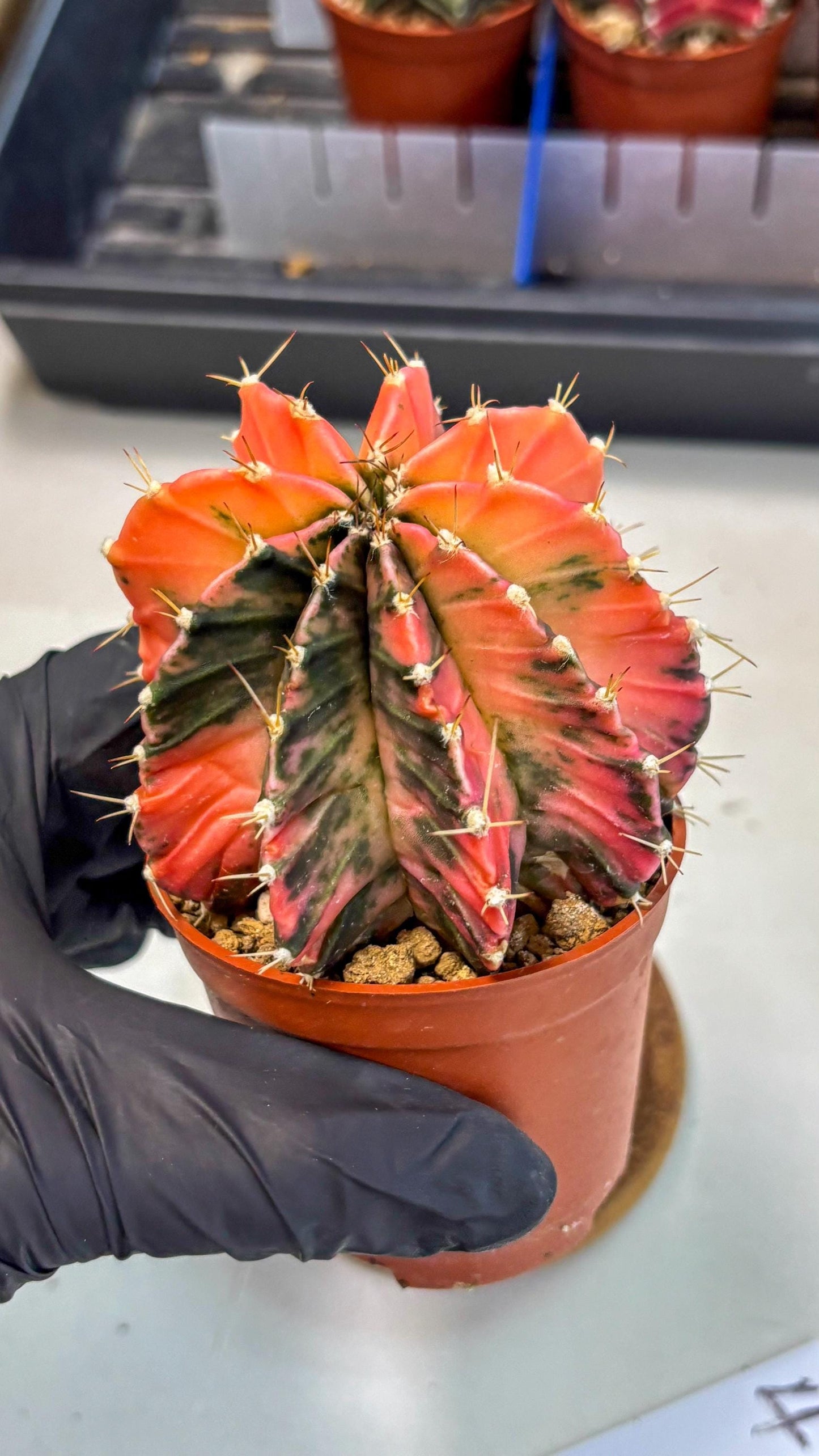 Gymnocalycium Mihanovichii (gy10) (g4) | Mature Cactus