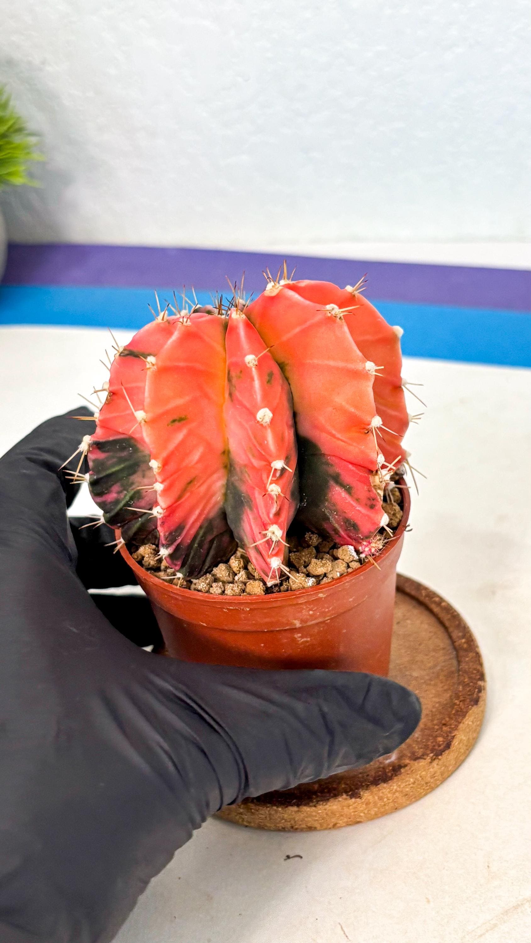 Gymnocalycium Mihanovichii (gy10) (g4) | Mature Cactus