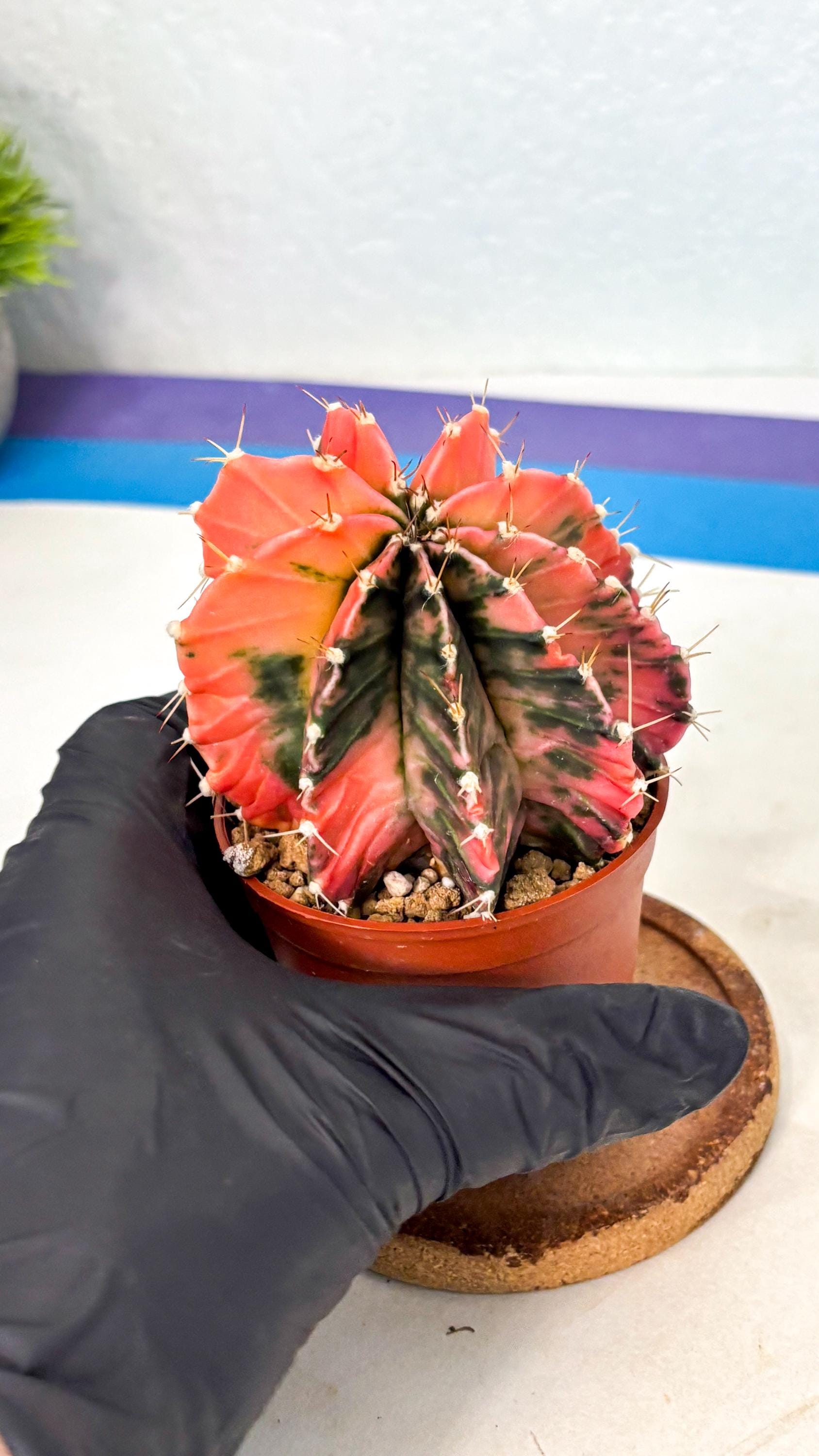 Gymnocalycium Mihanovichii (gy10) (g4) | Mature Cactus