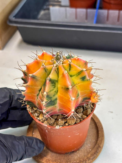 Gymnocalycium Mihanovichii (gy10) (g5) | Mature Cactus