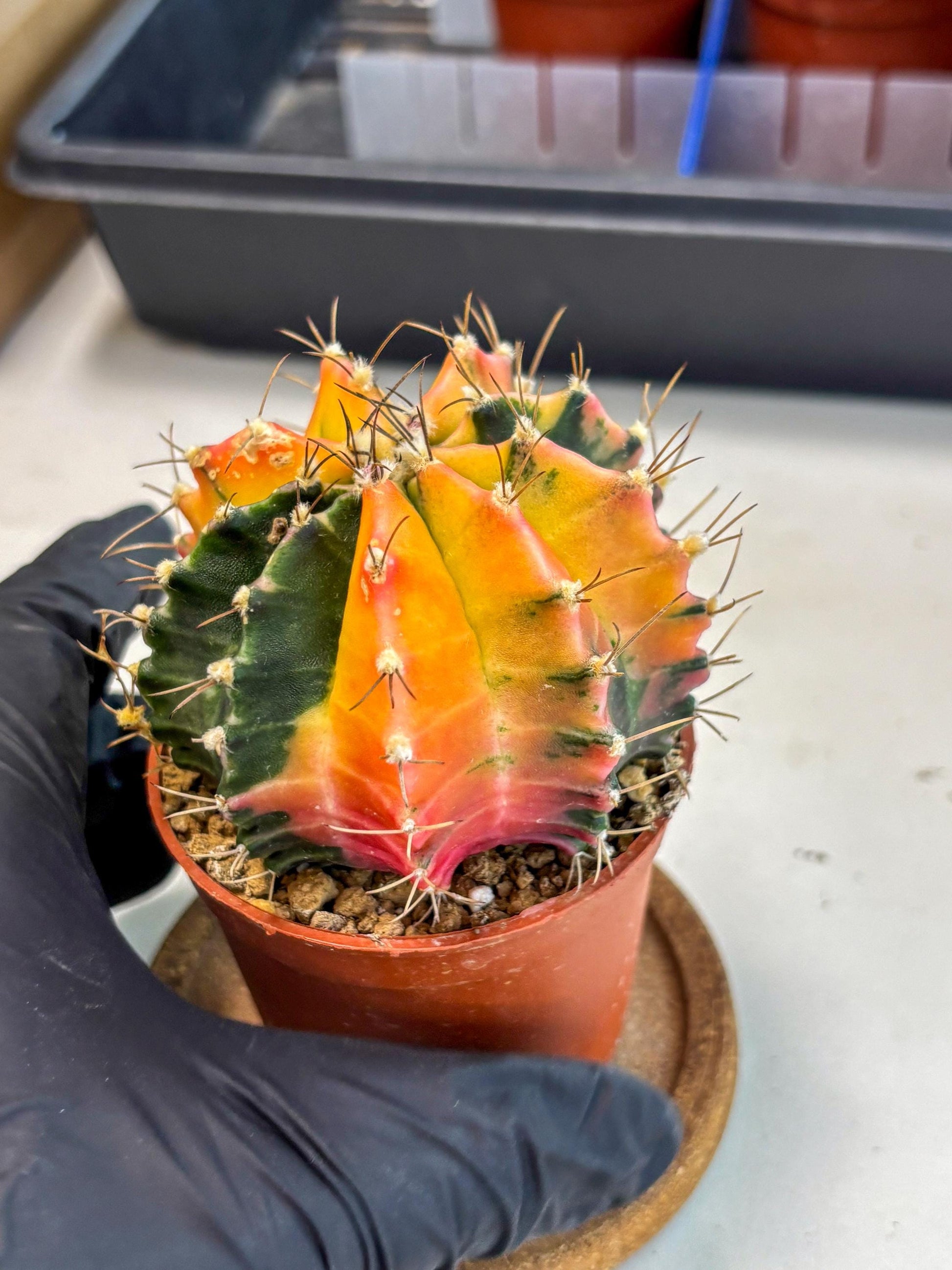Gymnocalycium Mihanovichii (gy10) (g5) | Mature Cactus