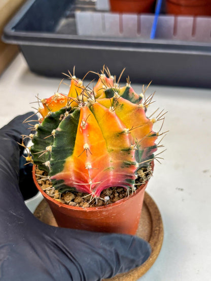 Gymnocalycium Mihanovichii (gy10) (g5) | Mature Cactus