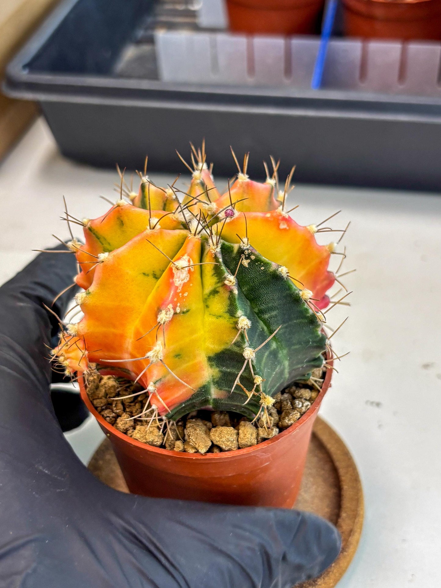 Gymnocalycium Mihanovichii (gy10) (g5) | Mature Cactus