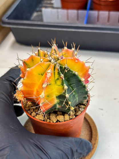 Gymnocalycium Mihanovichii (gy10) (g5) | Mature Cactus