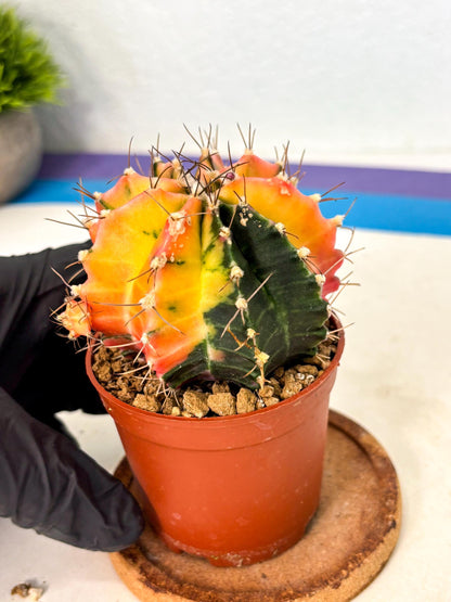 Gymnocalycium Mihanovichii (gy10) (g5) | Mature Cactus