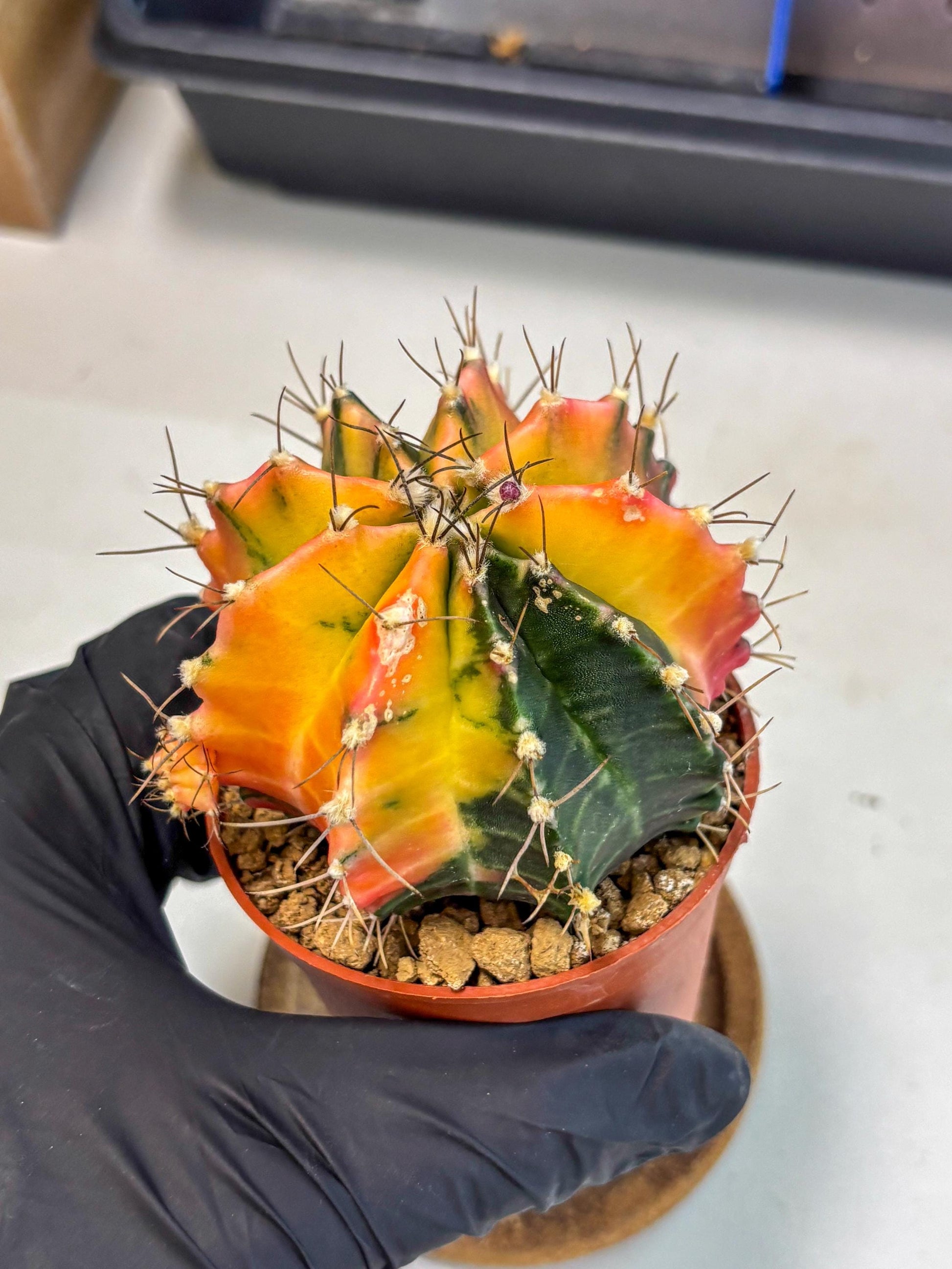 Gymnocalycium Mihanovichii (gy10) (g5) | Mature Cactus