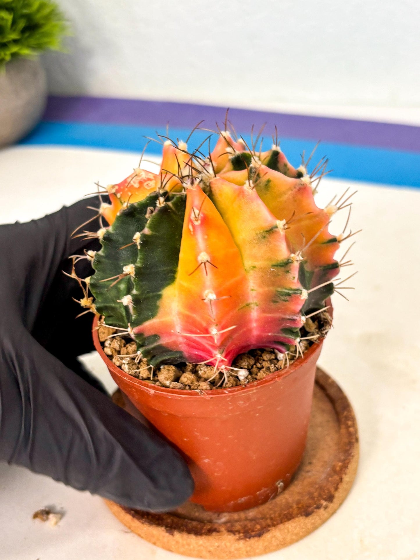 Gymnocalycium Mihanovichii (gy10) (g5) | Mature Cactus