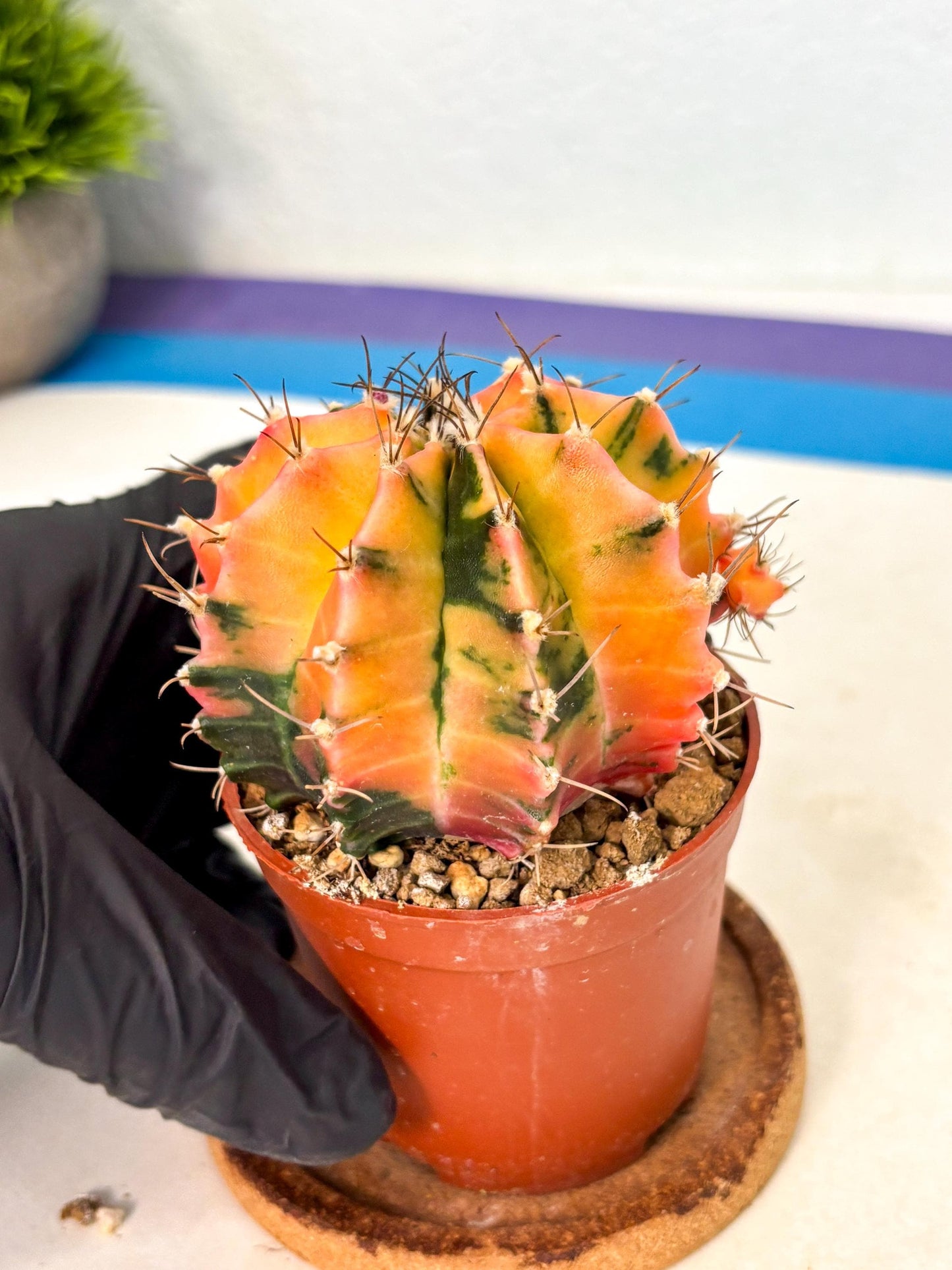 Gymnocalycium Mihanovichii (gy10) (g5) | Mature Cactus