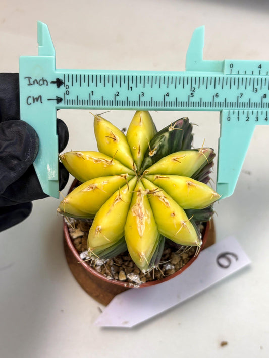 Gymnocalycium Mihanovichii (gy10) (g6) | Mature Cactus