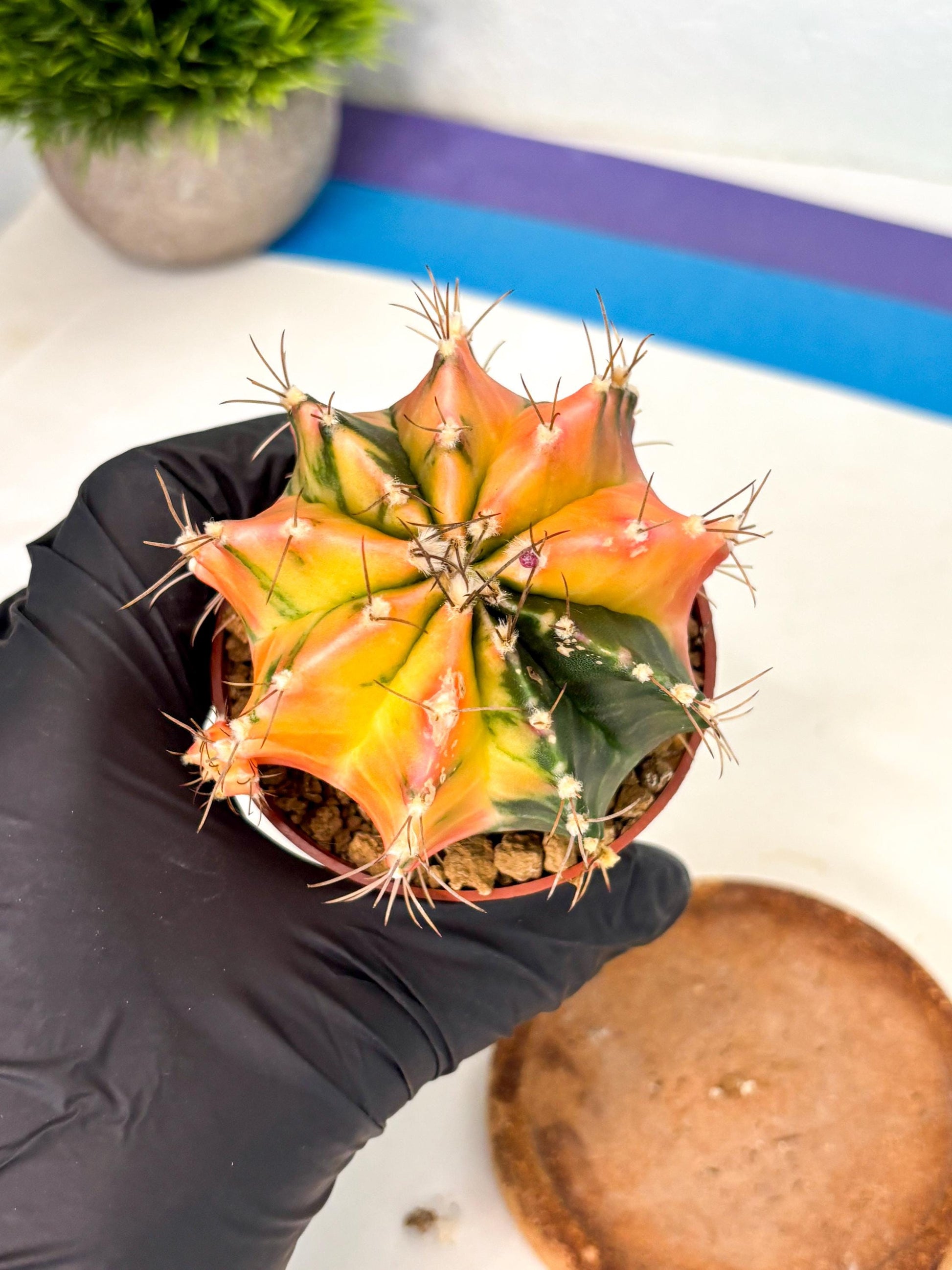 Gymnocalycium Mihanovichii (gy10) (g5) | Mature Cactus
