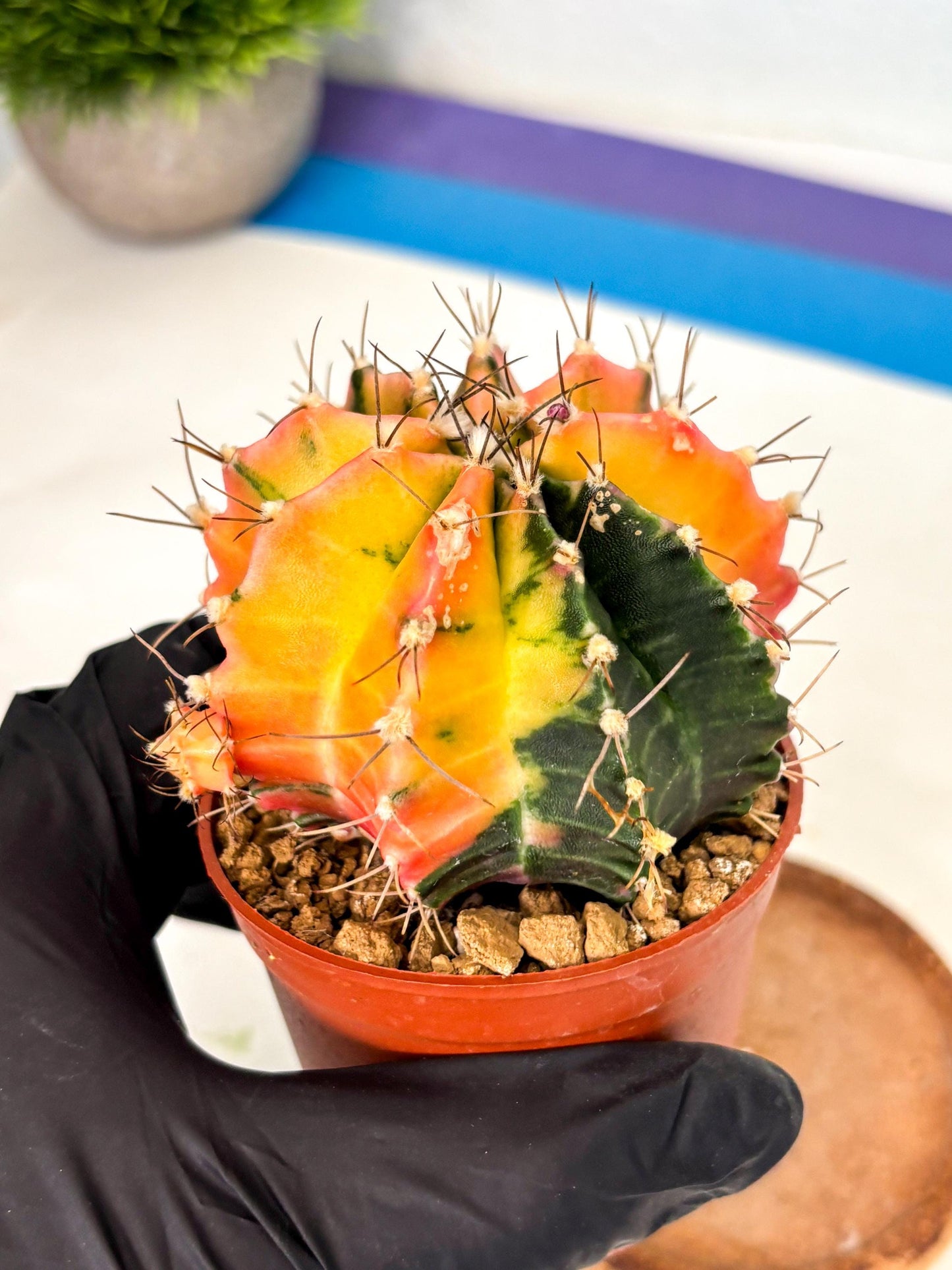 Gymnocalycium Mihanovichii (gy10) (g5) | Mature Cactus