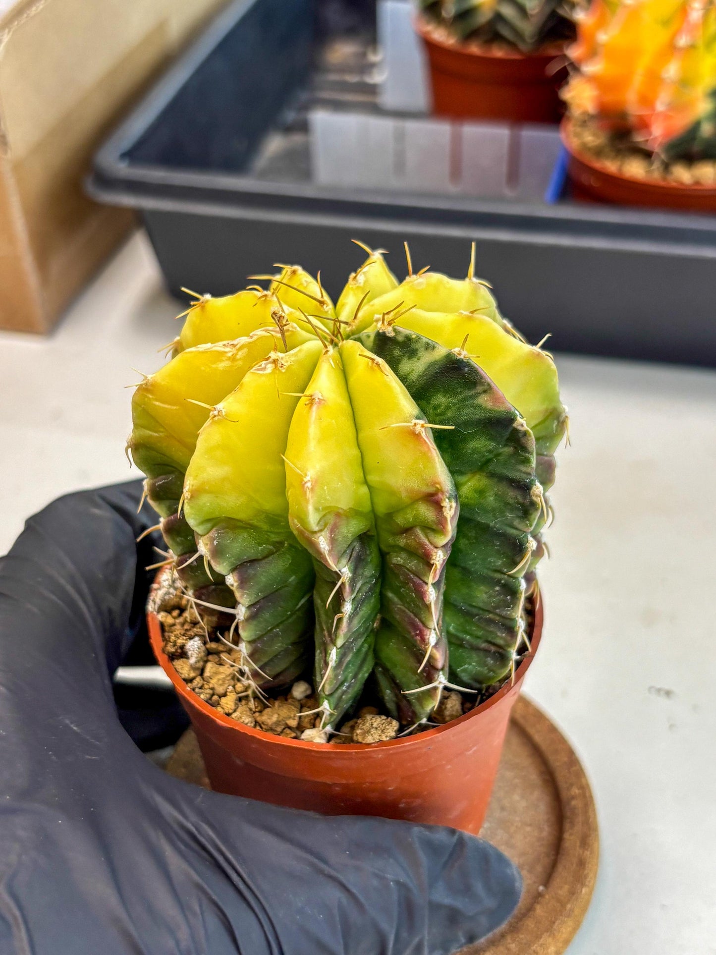 Gymnocalycium Mihanovichii (gy10) (g6) | Mature Cactus