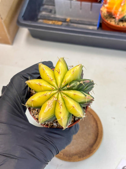 Gymnocalycium Mihanovichii (gy10) (g6) | Mature Cactus