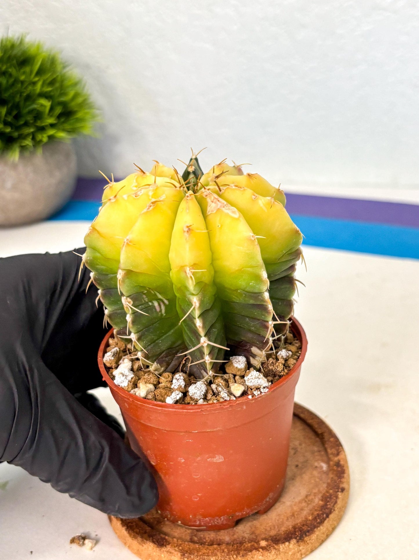 Gymnocalycium Mihanovichii (gy10) (g6) | Mature Cactus