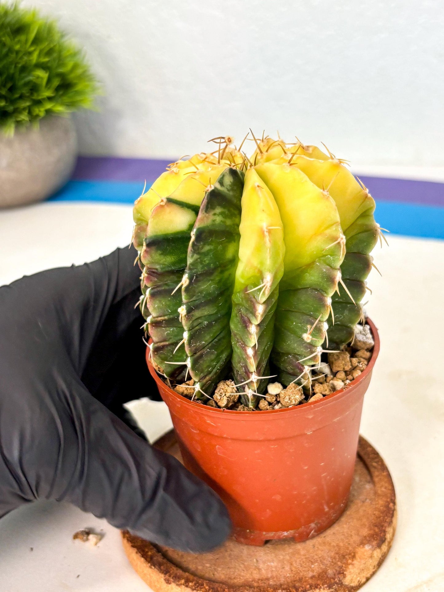 Gymnocalycium Mihanovichii (gy10) (g6) | Mature Cactus