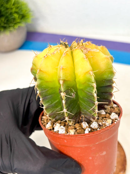 Gymnocalycium Mihanovichii (gy10) (g6) | Mature Cactus