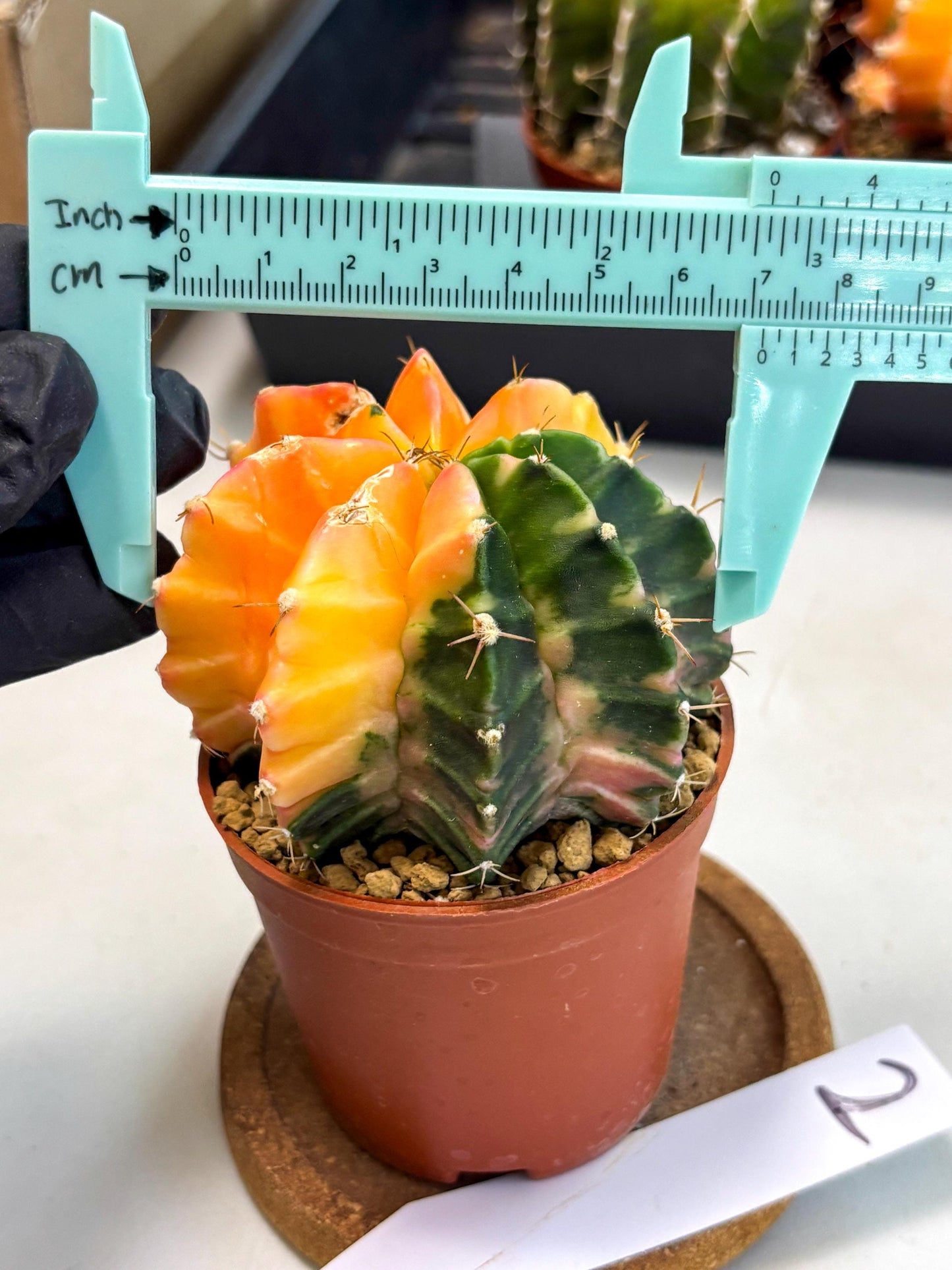 Gymnocalycium Mihanovichii (gy10) (y2) | Sale
