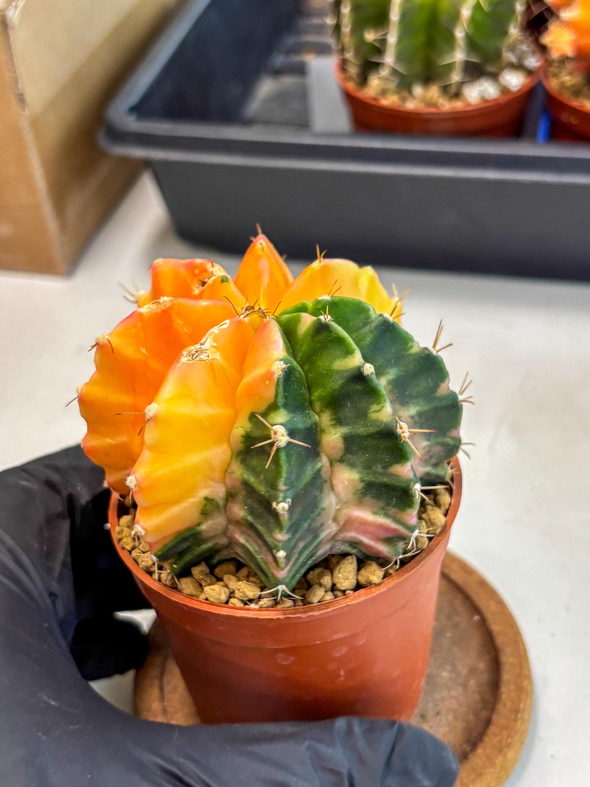 Gymnocalycium Mihanovichii (gy10) (y2) | Sale