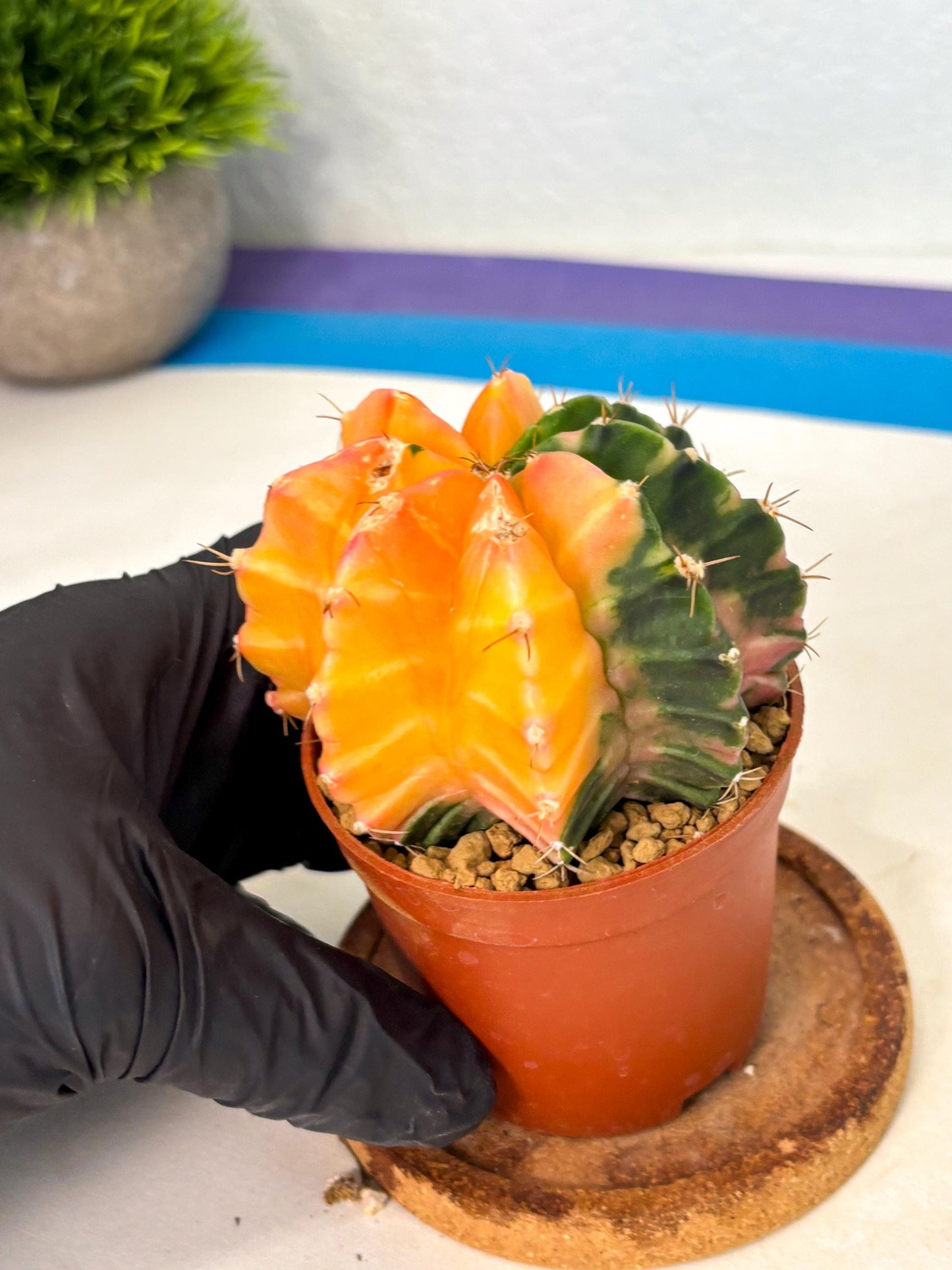 Gymnocalycium Mihanovichii (gy10) (y2) | Sale