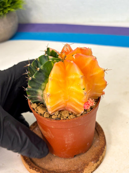 Gymnocalycium Mihanovichii (gy10) (y2) | Sale