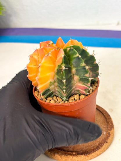 Gymnocalycium Mihanovichii (gy10) (y2) | Sale