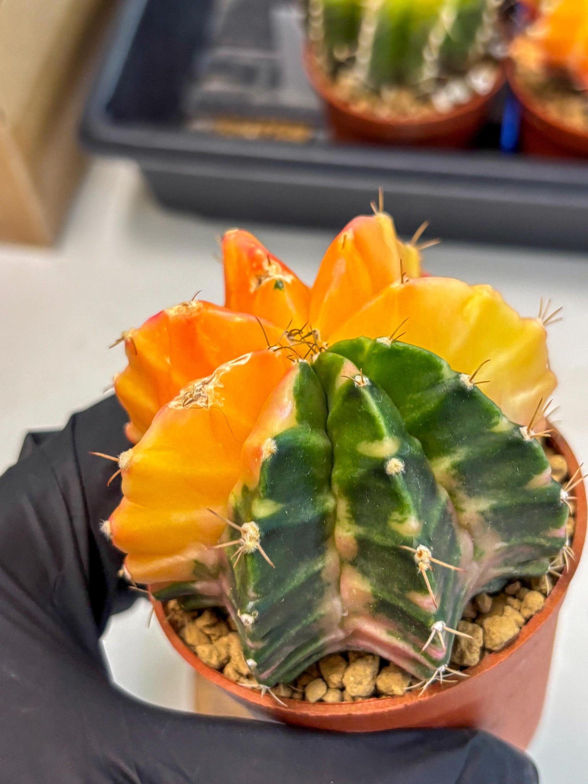 Gymnocalycium Mihanovichii (gy10) (y2) | Sale