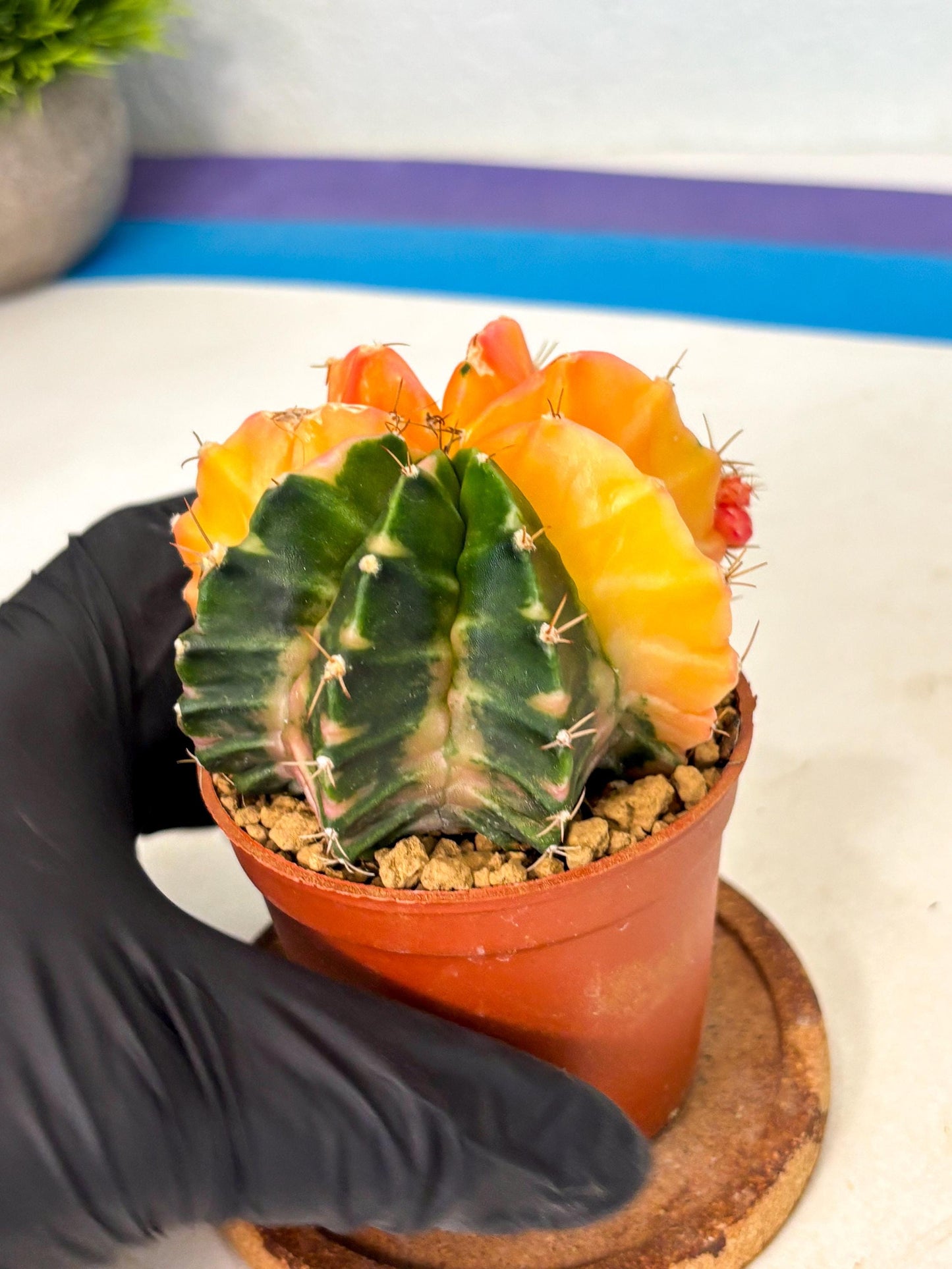 Gymnocalycium Mihanovichii (gy10) (y2) | Sale
