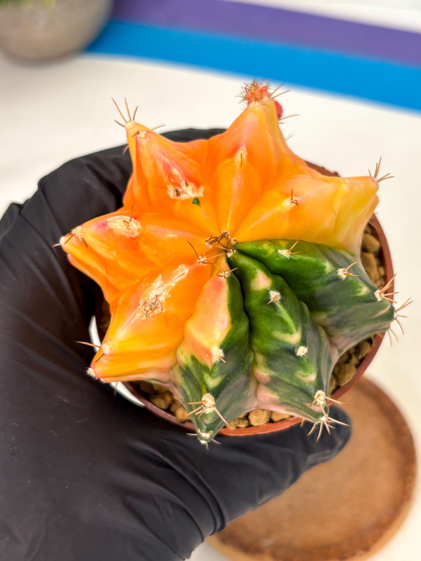 Gymnocalycium Mihanovichii (gy10) (y2) | Sale