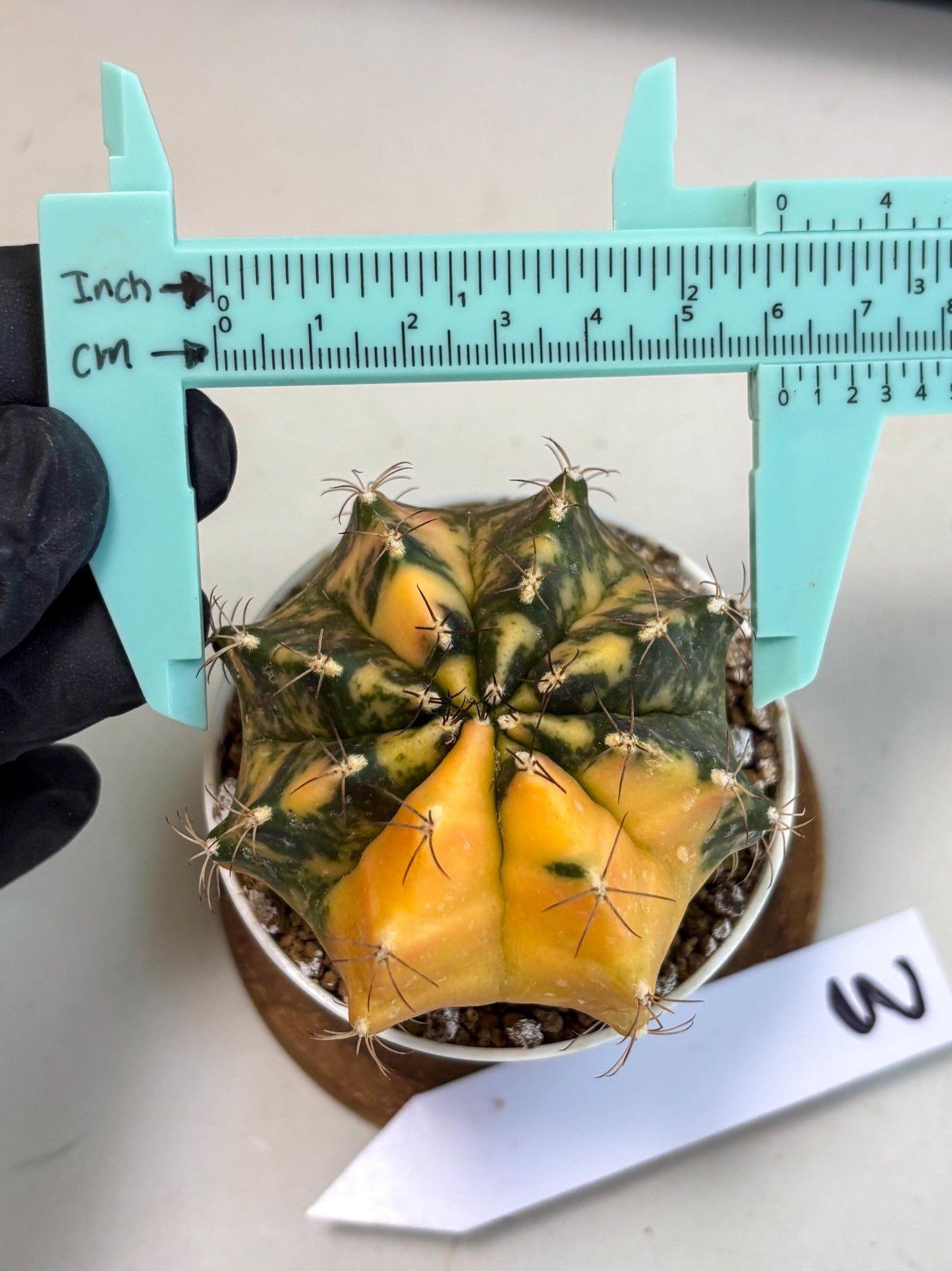 Gymnocalycium Mihanovichii (gy10) (y3) | Sale