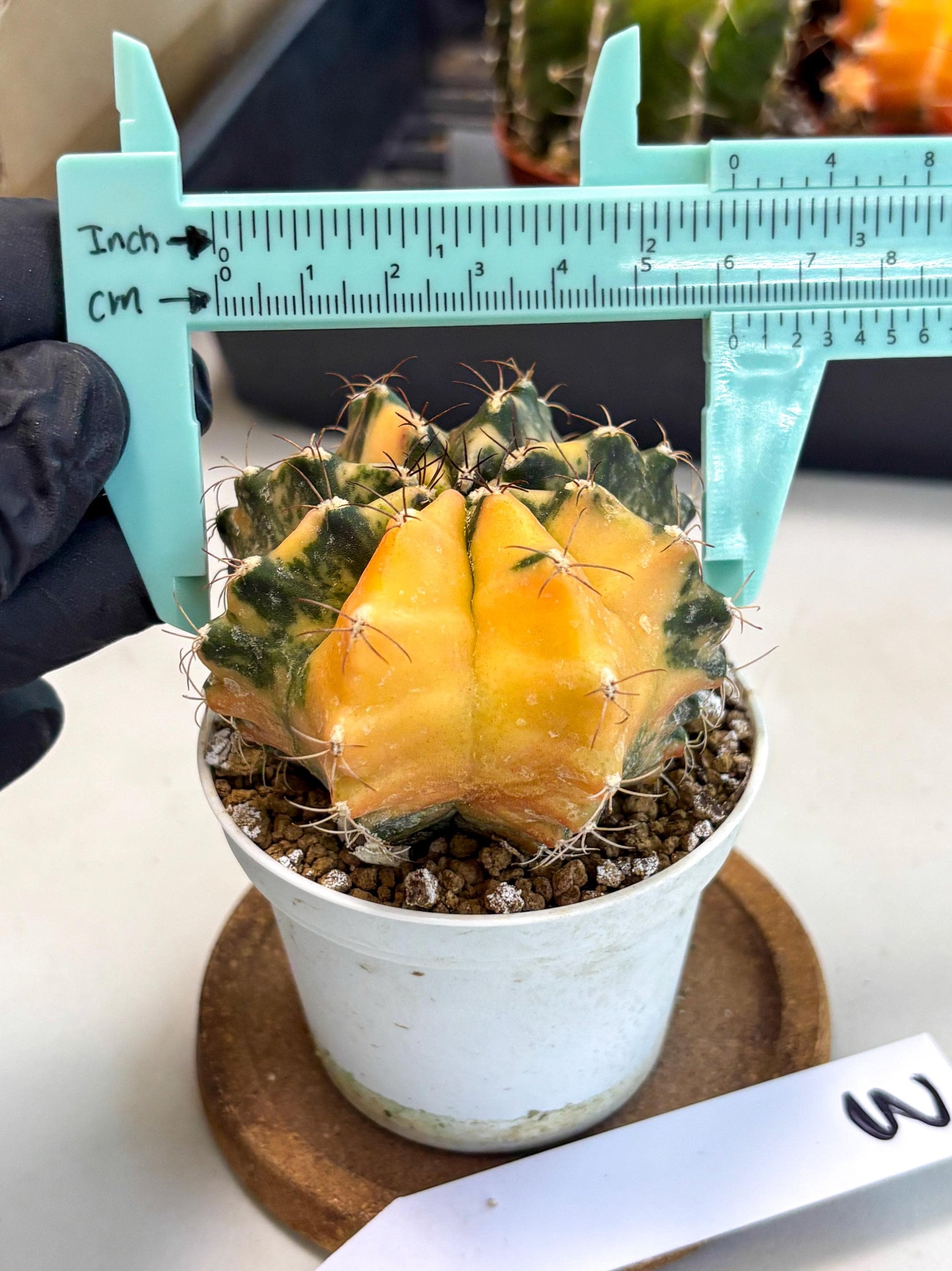 Gymnocalycium Mihanovichii (gy10) (y3) | Sale